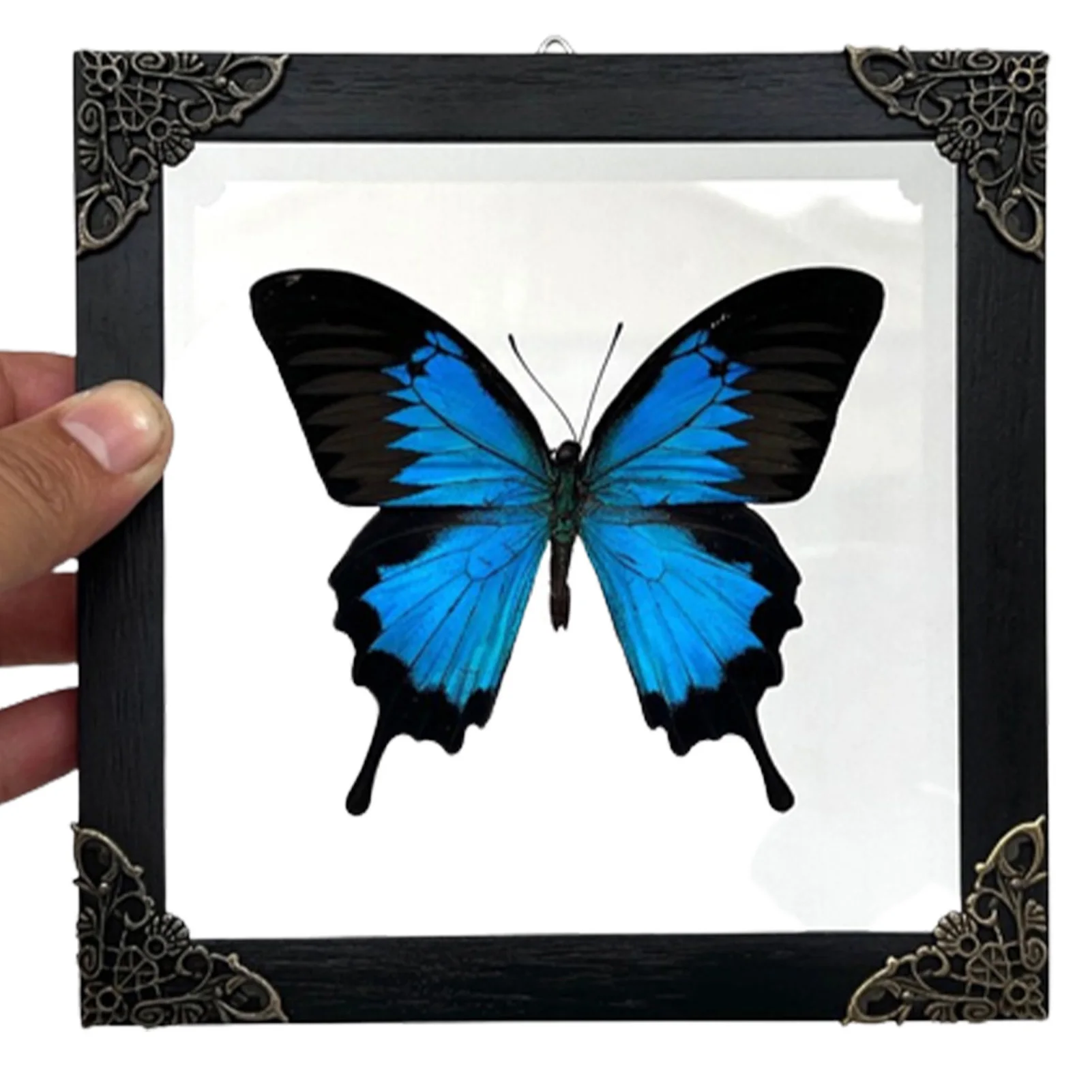 

Коробка для демонстрации образцов Taxidermy, коробка для теней ручной работы с насекомыми, идеально подходит для молодежных клубных проектов