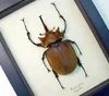 Insect Specimen of Real Beetle, Golden Turtle Insects, Beetle, Optional Spade, Teaching, Research, Photography Props 2