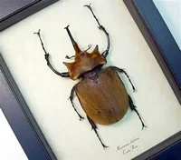 Insect Specimen of Real Beetle, Golden Turtle Insects, Beetle, Optional Spade, Teaching, Research, Photography Props 2