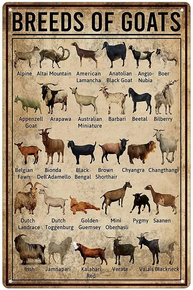 

Breeds of Goat Animal Farming Knowledge Metal Sign Vintage Farm Goat Tin Sign Poster Wall Plaque Home Decor