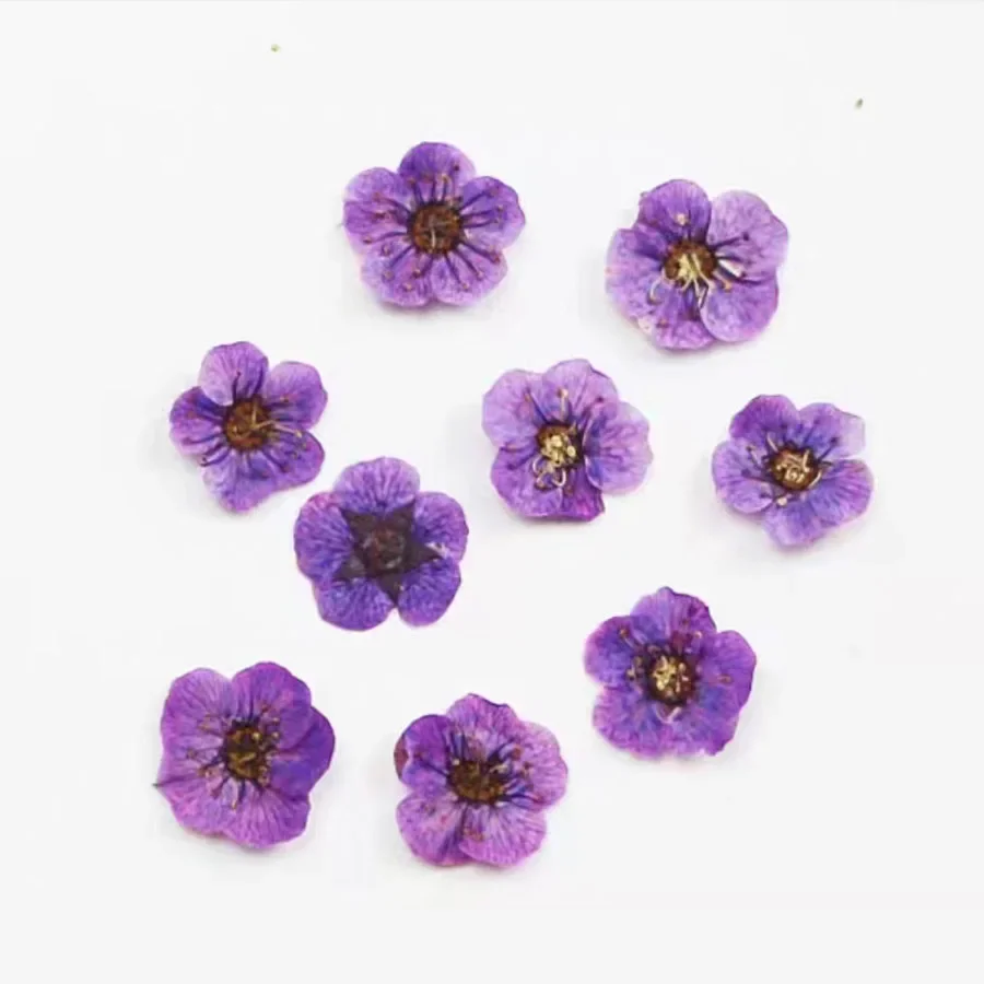 60pcs Mini Pressed Dried Absorbed Cherry Blossoms Flower Plant Herbarium For Epoxy Resin Jewelry Bookmark Postcard Nailart Craft