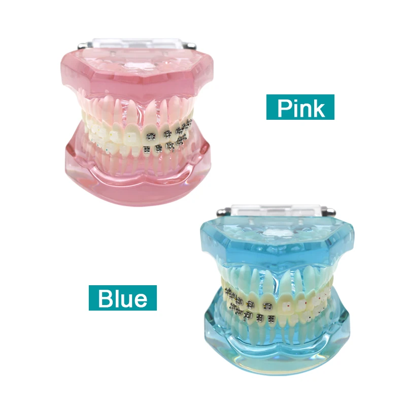 

Dental Oral Care Tooth Teeth Model Dental Orthodontic Model for Patient Communication Dentist Study Model Dental Materials