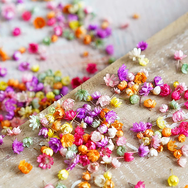 Silicone world 1/2g Real Dried Flowers Little Star Flower For DIY Epoxy  Resin Jewelry Making