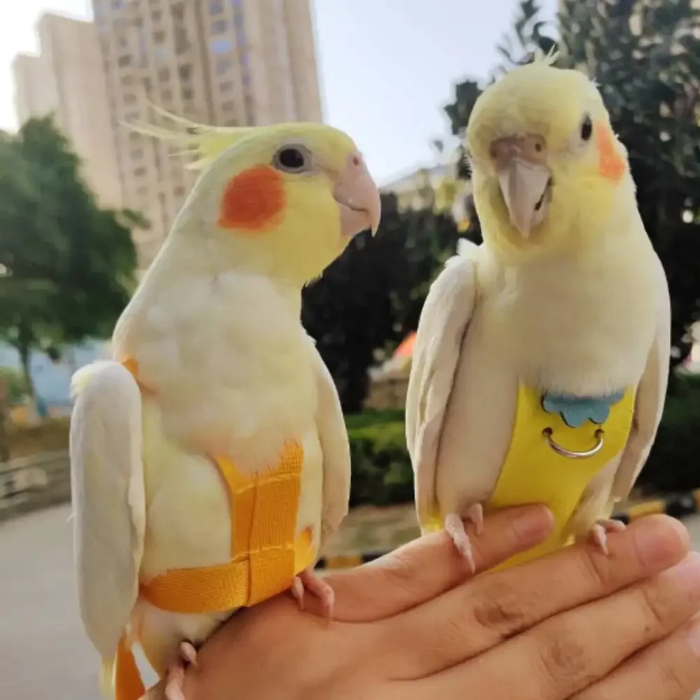 귀여운 꽃 앵무새 비둘기 기저귀, 소형 중형 대형 애완 새 기저귀, 빨 수 있는 옷, 녹색 뺨 앵무새, 칵테일 비행 세트