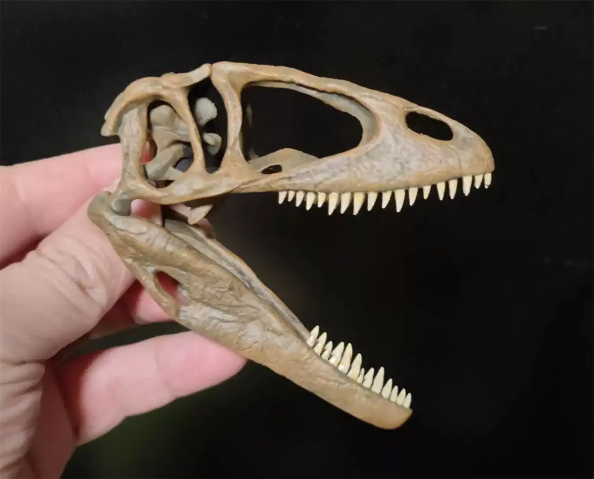 

Carcharodontosaurus Skull Skeleton Reptilia Dinosaur Model Collector Animal Figure GK Decoration Gift Educational Painted Toy