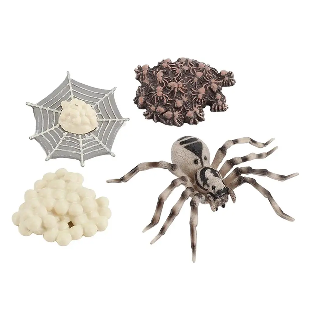 4 Pieces Life Cycle of A Spider, Animal Growth Cycle Includes Egg, Larva, 6