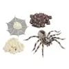 4 Pieces Life Cycle of A Spider, Animal Growth Cycle Includes Egg, Larva, 6