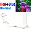 1 Head Red Blue