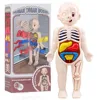 13Pcs Set Montessori Toys Children Science Education Human Body Organ Anatomy Model DIY Assembled Medical Toys Teaching Tools 1