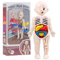 13Pcs Set Montessori Toys Children Science Education Human Body Organ Anatomy Model DIY Assembled Medical Toys Teaching Tools 1