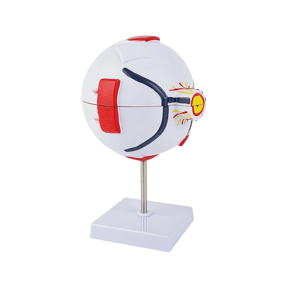 Anatomical Eye Model Eyeball Eyelid Model Disassemble 6 times Enlarged Optic Nerve For Eye Special Teaching eye model