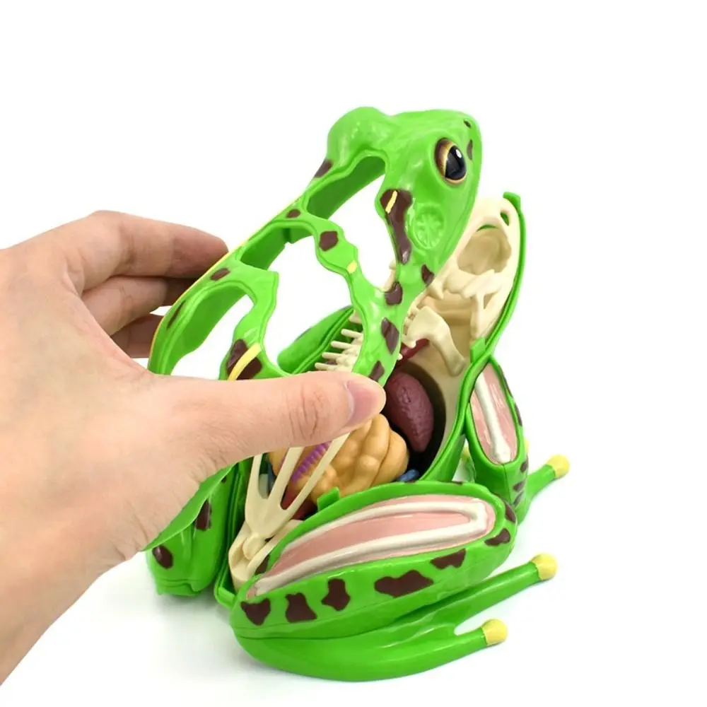 Detachable Frog Anatomy Model Early Learning Frog Organs Biology Education Toy Science Tool Realistic Frog Dissection Model