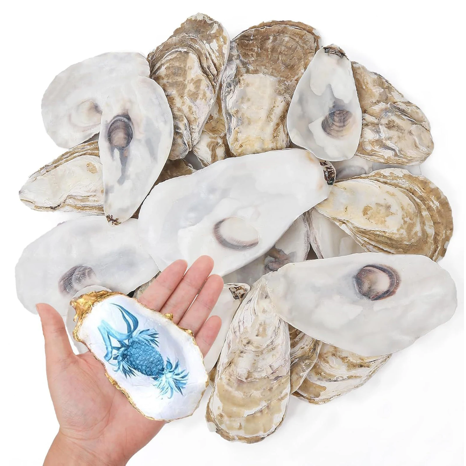 Natural Oyster Shells - Eco-Friendly Vase Fillers for DIY Crafts and Home Decor