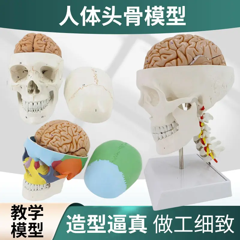 Life-Size Human Skull Model 6