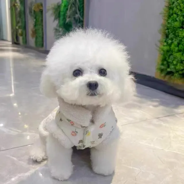 Warm Winter Pet Dog Clothes Teddy Flower Cotton Puppy Dress Thickened and Warm Puppy Feet Coat Pet Fashion Cardigan XS-XL 3
