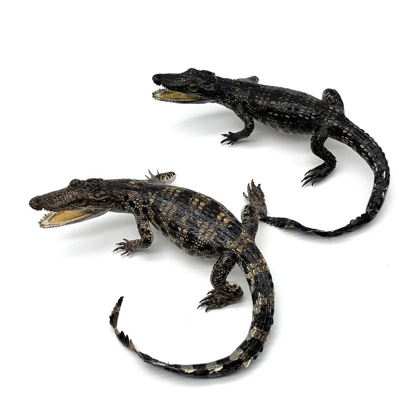 Genuine Leather Small Ornaments Crocodile Ornament Specimen Creative and Personalized Office Desktop Decorations Handicrafts 5