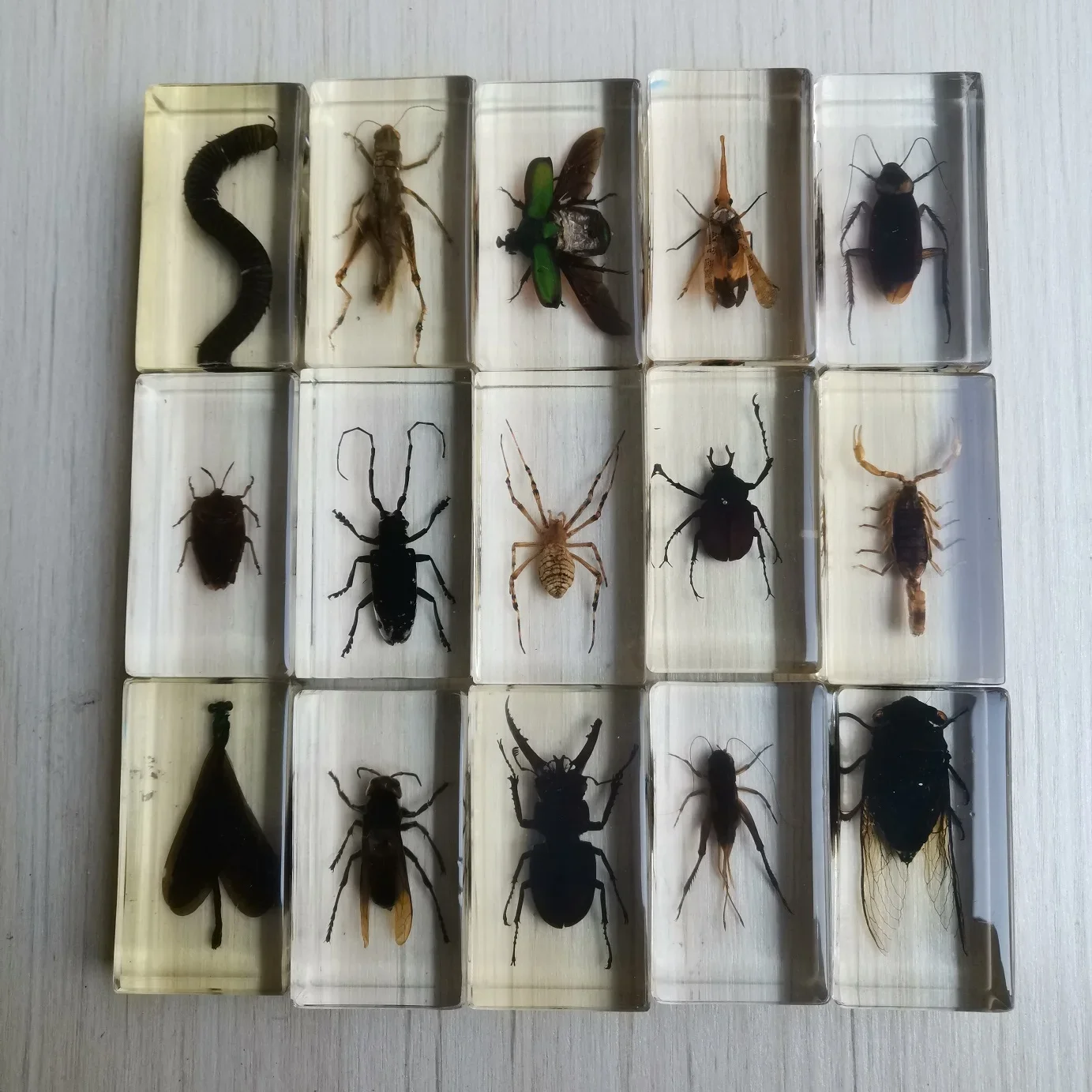 Resin Insect Bug Specimen Taxidermy Epoxy Resin Bug Spiders Beetles Specimen Model Scorpion Insect Crafts Decoration Ornament 4