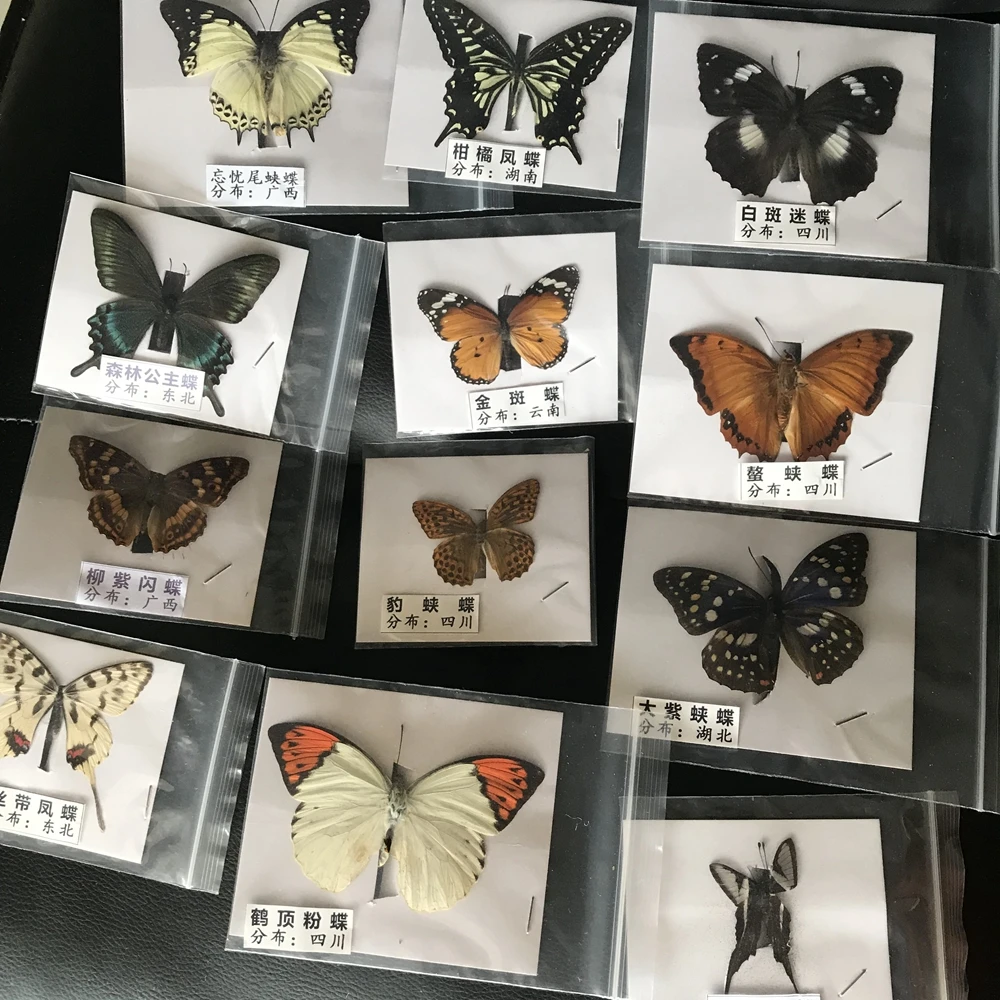 Natural Real Beautiful Butterfly Specimens for Hobbies DIY Photo Frame or Home Wall sticker DIY ect 6
