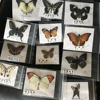 Natural Real Beautiful Butterfly Specimens for Hobbies DIY Photo Frame or Home Wall sticker DIY ect 6
