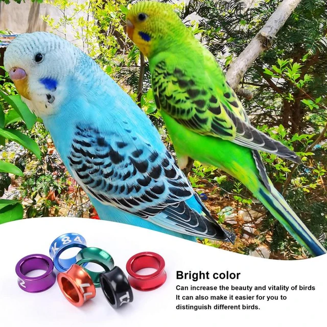 Amazon.com : PFCKE Bird Foot Ring Bird Leg Ring Aluminum Dosed Bird Leg  Ring Identification Pigeon Training Ring for Hibiscus Birds, Parrots,  Peonies, Pigeons, Etc. Mixed Colors 50 Pieces Per Pack :