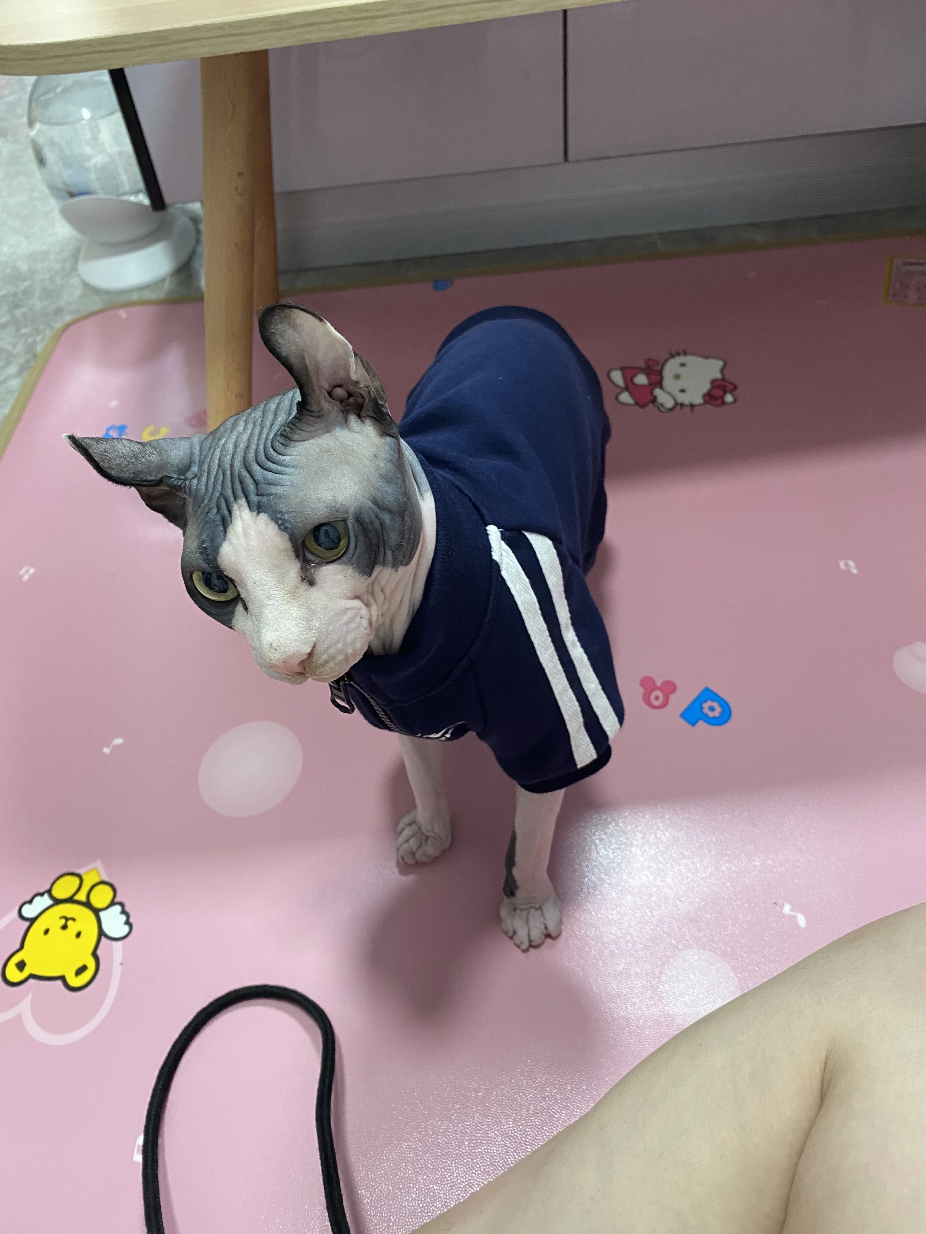 Ropa Gato Cola De Gato Ropa De Gato Sin Pelo, Overol Para Gato Con