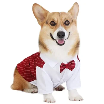 Gentleman Dog Suit 10