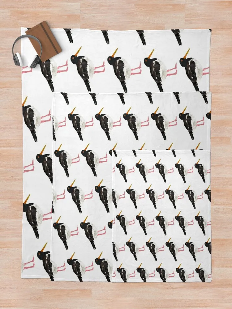 Oystercatcher ������ ���, ���� ǫ���� �ε巯�� ���, �Ƹ��ٿ� ���