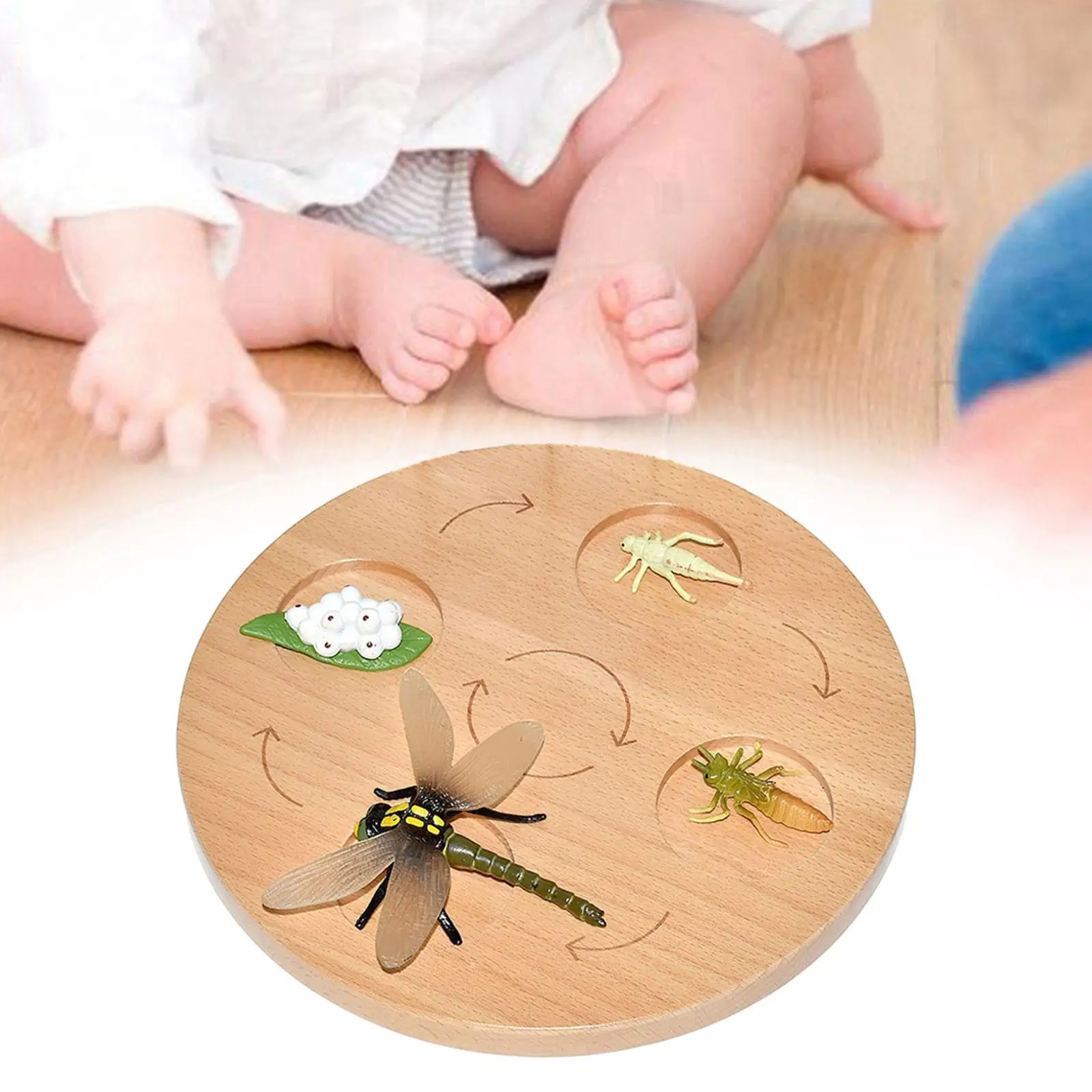 Life Cycle Board Preschool Cognitive Toy Realistic Biology Science Educational Teaching Materials Animal Growth Cycle Figures