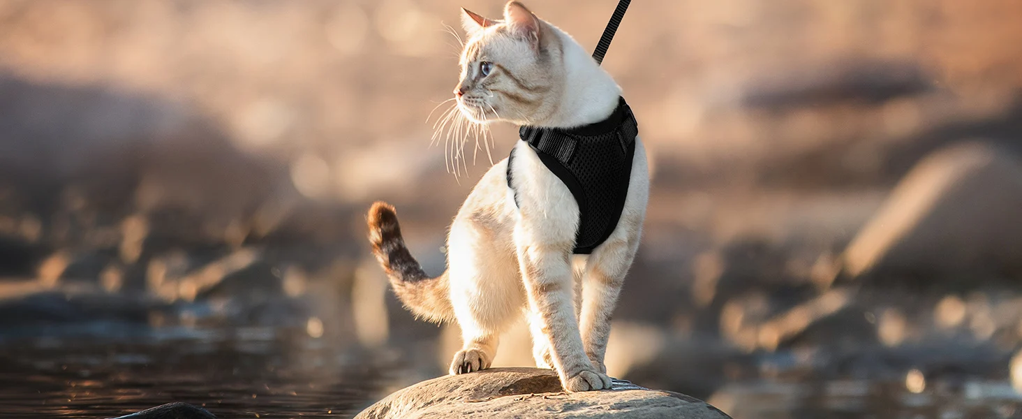 Escape Proof Cat Harness and Leash - Adjustable Soft Vest for Walking