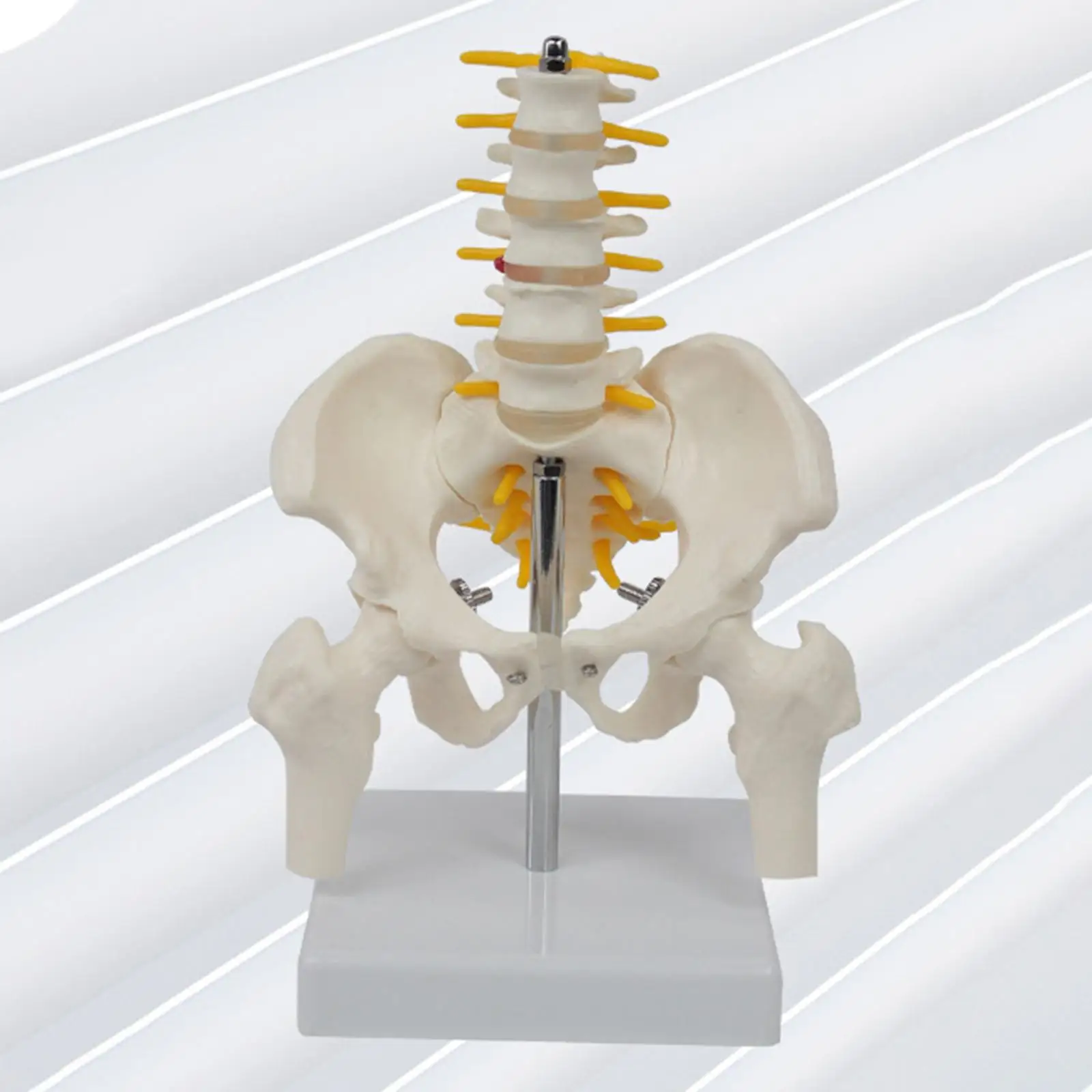 

PVC Human Pelvis with Pelvis and Leg Bones 5 Parts Assembled Learning Puzzle Toy Teaching Tools Life Size Medium Spine