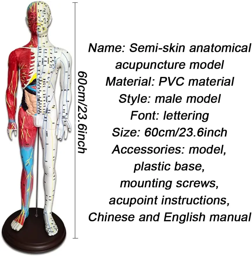 Acupuncture Muscle Meridian Model 3