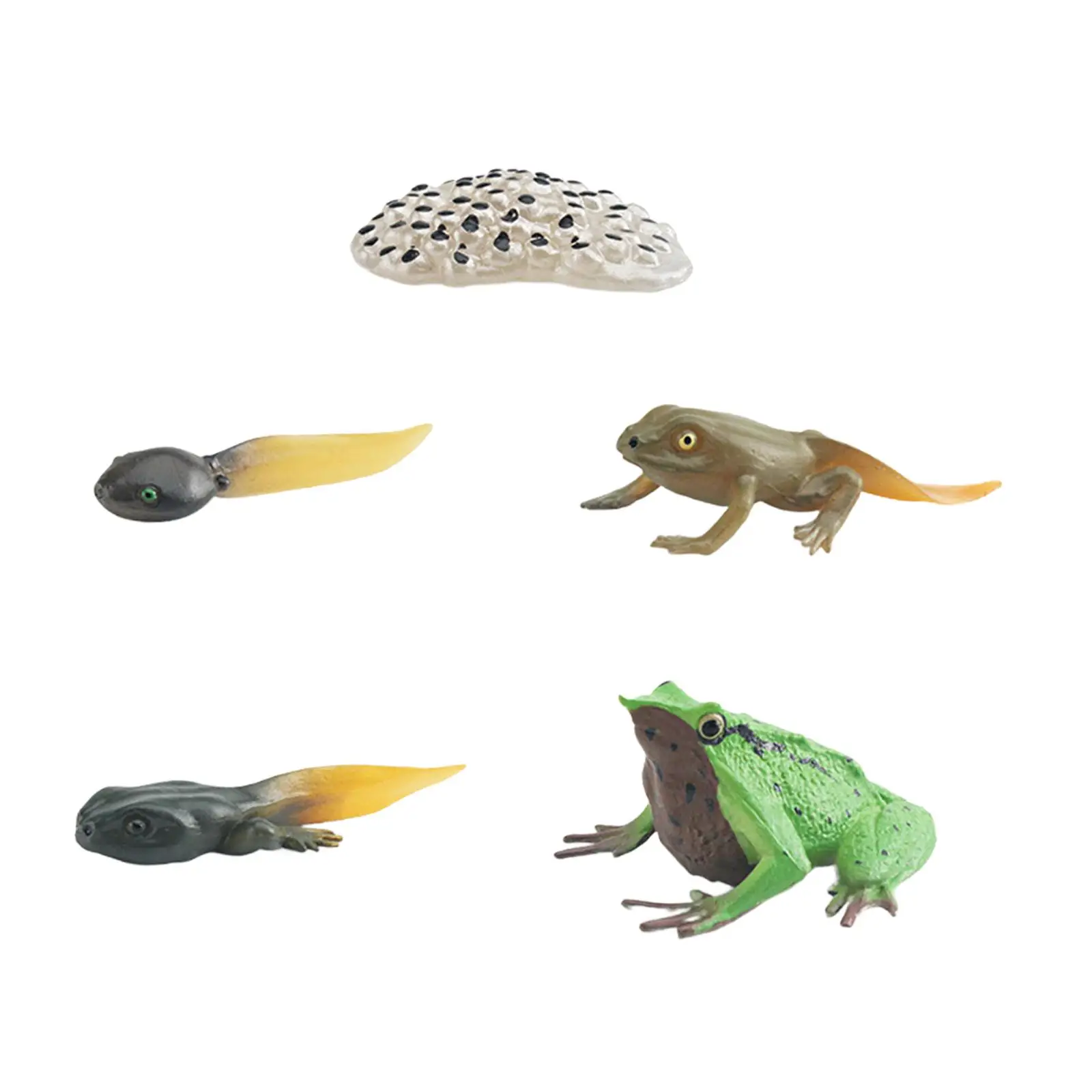 Life Cycle of Frog Toys Cognitive Teaching Materials Realistic for Age 3 to 6 Egg Tadpole to Frog Animal Growth Cycle Set