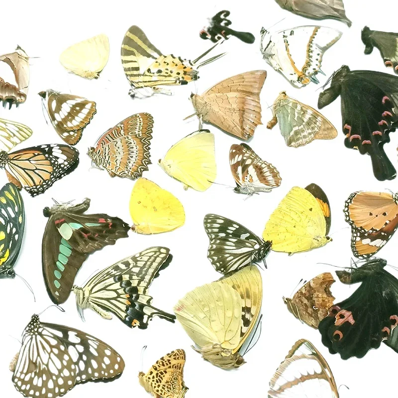 Unwinged Real Butterfly Specimen Suitable for Handmade Taxidermy Practice Family Photo Frame DIY Material