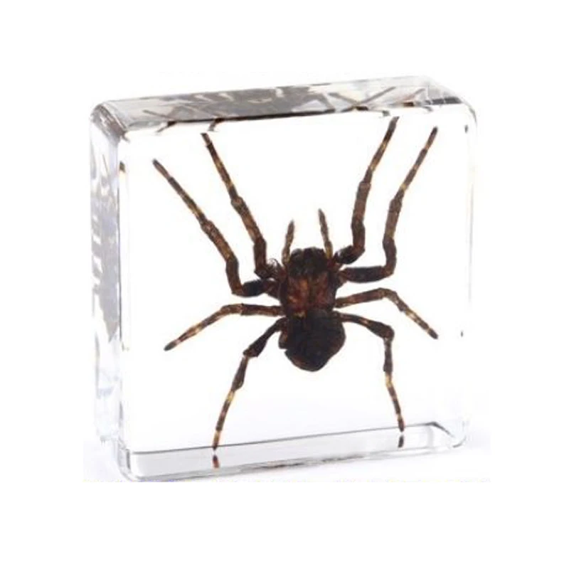Real Insect Small Animal Square Resin Real Insect Scarab Spider Beetle Apply To Specimen Teaching Gift Box Home Decor 5