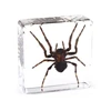 Real Insect Small Animal Square Resin Real Insect Scarab Spider Beetle Apply To Specimen Teaching Gift Box Home Decor 5