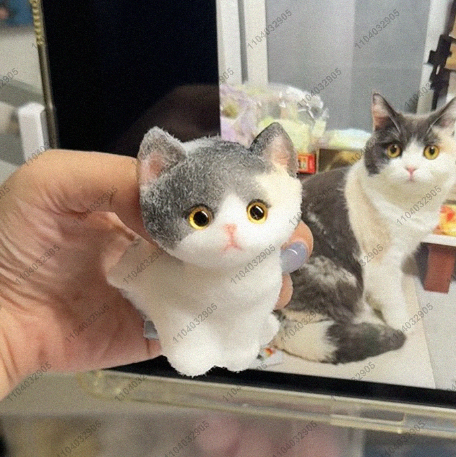 Calico Shorthair