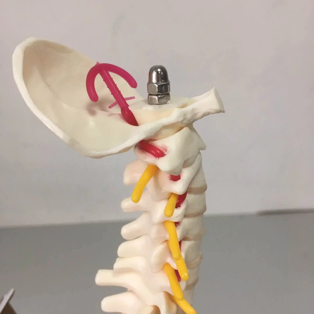 45cm Vertebral Column Human Spine Anatomy Model Skeleton Medical Science Teaching Resources