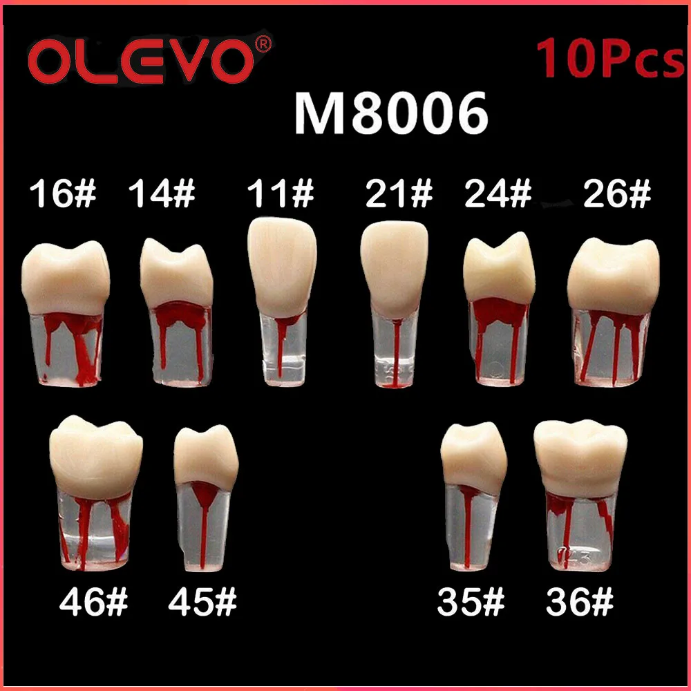 OLEVO 10 Pcs Dental RCT Endo Teeth Model Endodontic Root Canal Block
