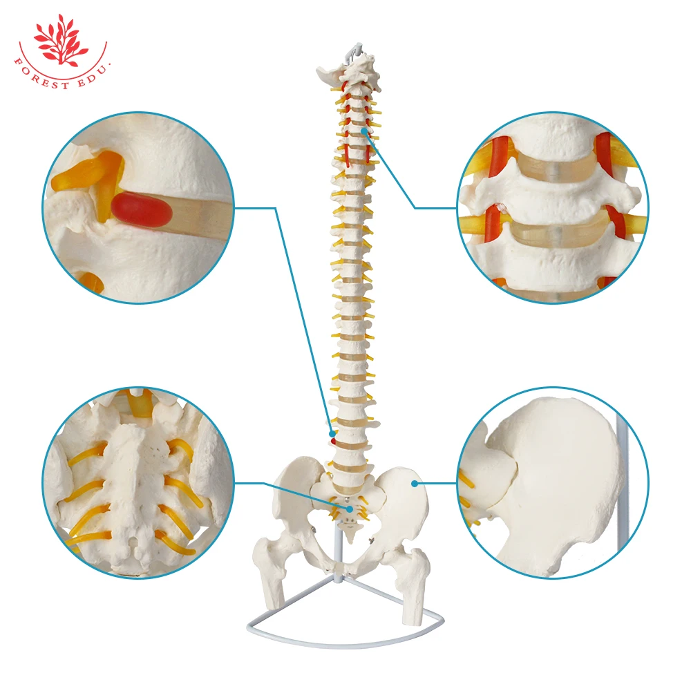 Anatomical Spine Model FRT014 Life Size Spinal Cord Include Vertebrae, Nerves, Arteries, Lumbar Column Medical Science
