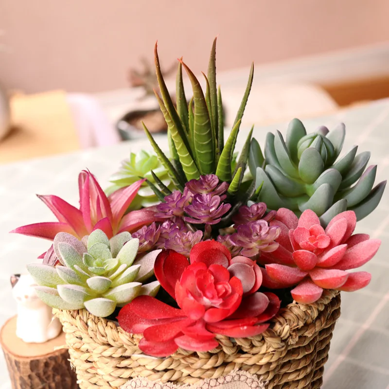 Vibrant Multicolor Flocking Succulent Plants