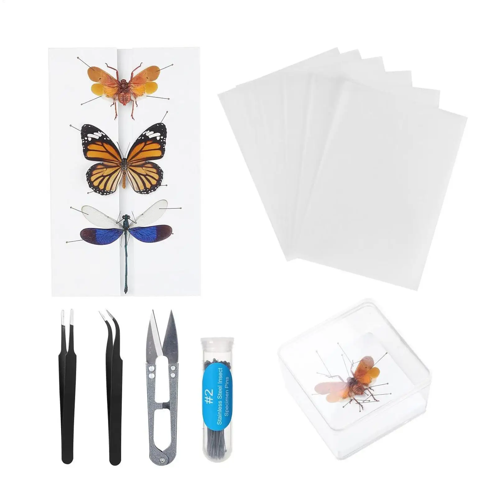 Insect Specimen Making Tool Insect Pin Wing Plate DIY Butterfly Specimen Tools Specimen Display Accessories Set for Butterfly 6