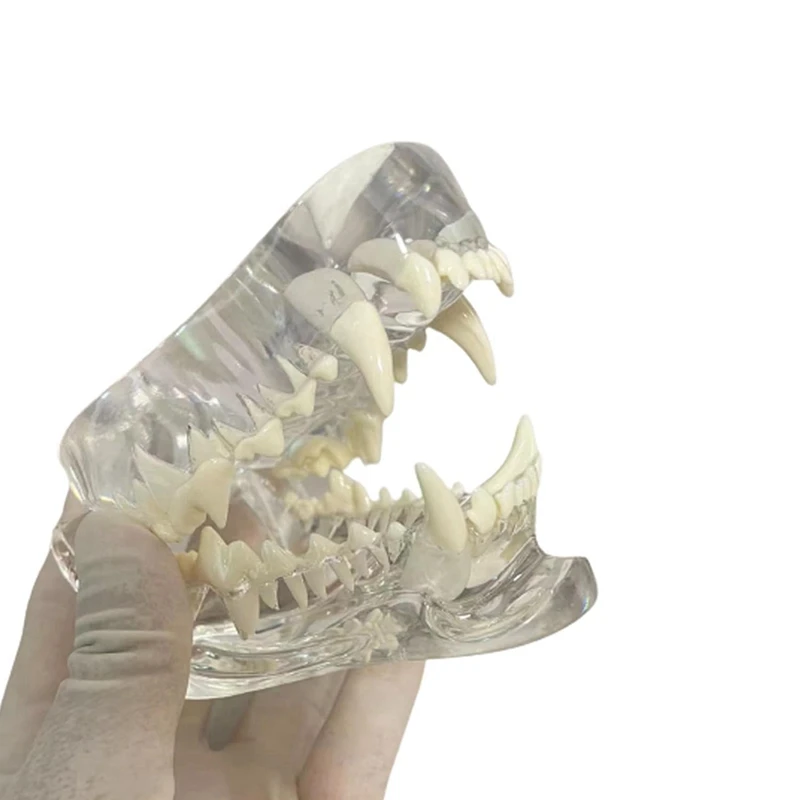 

Transparent Canine Teeth Anatomical Model Animals Oral Tooth Jaw For Veterinary Educational Tool