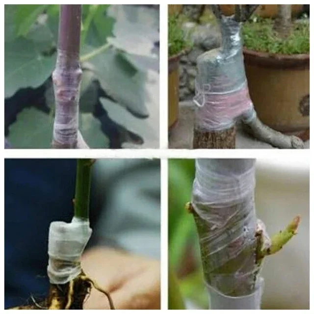 1/2pcs Grafting Tape Film 3cm wide PE/PVC film Self-adhesive Stretchable Garden Seedling Plant Vine Tomato Grafting Accessories 6