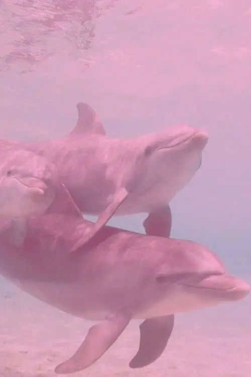 Pink Dolphin Store
