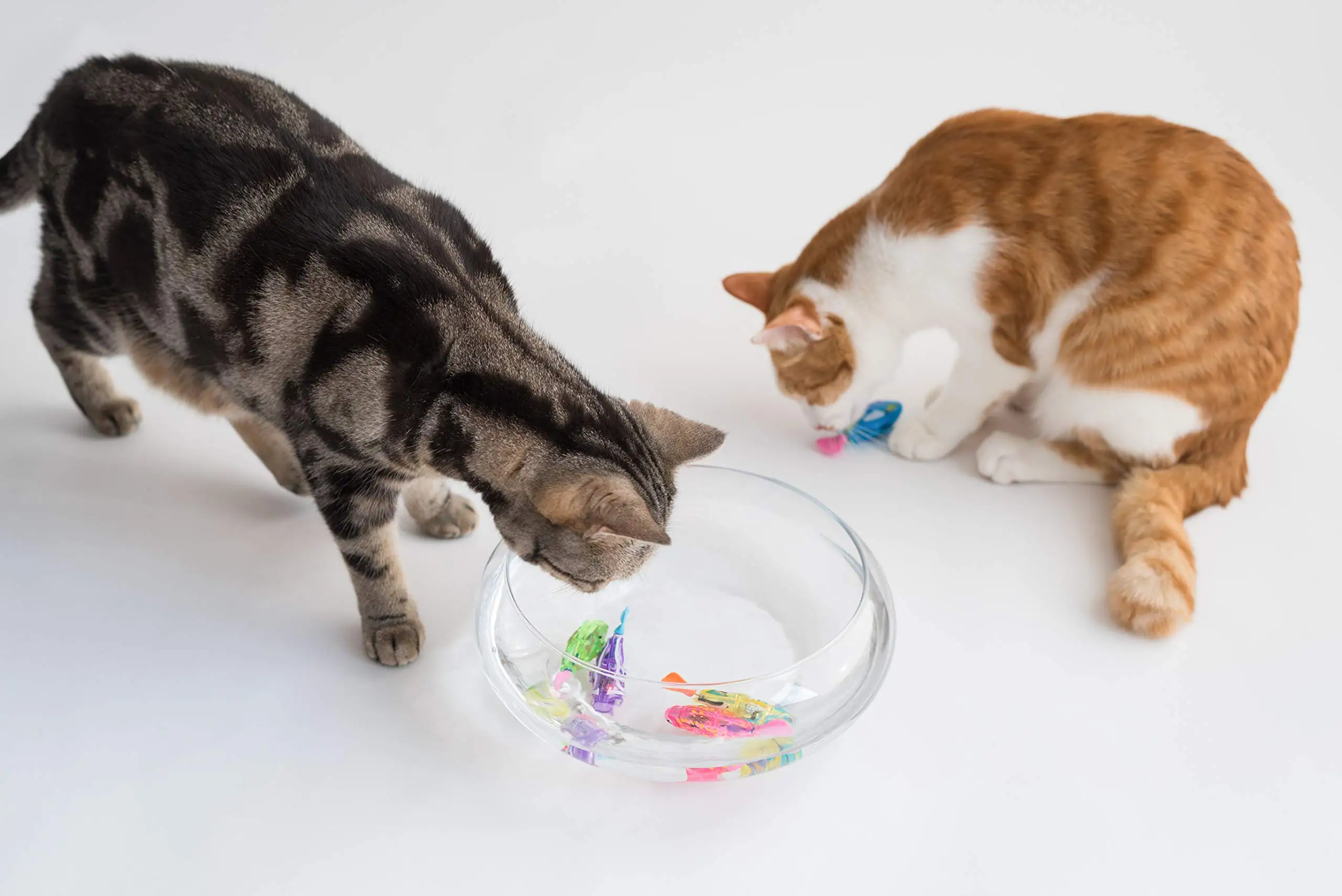 Achetez le Jouet Poisson pour Chat: Divertissement Garanti ???? - Cadeau  pour Chat Modèle Truite