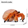 Hermit crabs