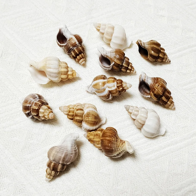 5 PC Natural Precious Wentletrap Shells Epitonium scalare Beach