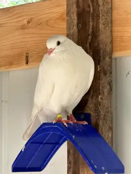 Pigeon Dove Rest Stand 1