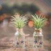 100 Pcs Vases Decor for Fish Tank Filling Exquisite Star Natural Desktop Adorn Aquarium 5