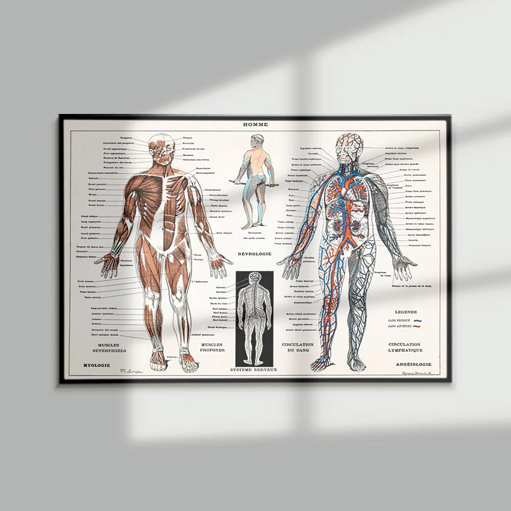 

Homme Anatomy Vintage Poster Skeleton Educational Canvas Painting Print Science Medical Doctor Clinic Wall Art Picture Decor
